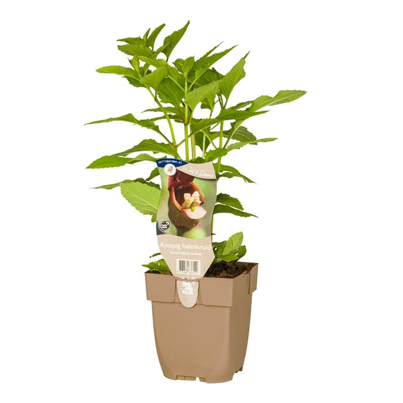 Scrophularia nodosa - P11